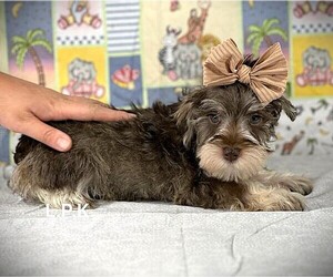 Schnauzer (Miniature) Puppy for sale in WINNSBORO, LA, USA