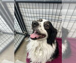 Small #2 Australian Shepherd