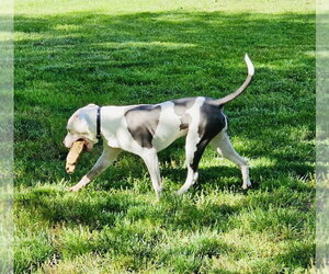 Monteray - Male American Pit Bull Terrier-Unknown Mix Dog for Adoption - Photo #13