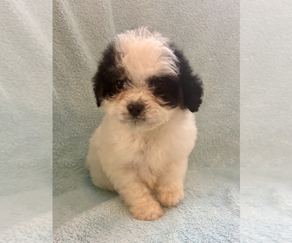Medium Photo #3 Cavapoo (Miniature) Puppy For Sale in FAIR HAVEN, MI, USA