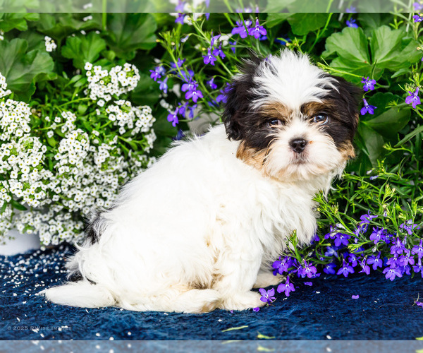 Medium Photo #12 Shih Tzu Puppy For Sale in WAKARUSA, IN, USA