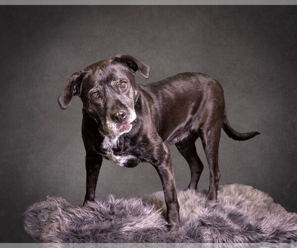 Medium Photo #14 Boxer-Unknown Mix Puppy For Sale in Mount Laurel, NJ, USA