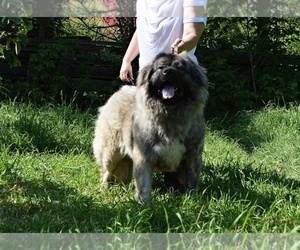 Mother of the Caucasian Shepherd Dog puppies born on 08/06/2021
