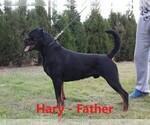 Small Photo #12 Rottweiler Puppy For Sale in ROCKFORD, MI, USA