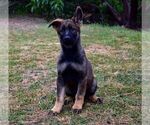 Small Photo #7 German Shepherd Dog Puppy For Sale in OAKHURST, CA, USA