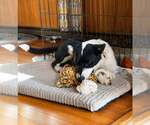 Small #3 Border Collie