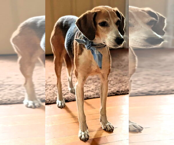 Medium Photo #2 Mutt Puppy For Sale in Shelburne, VT, USA