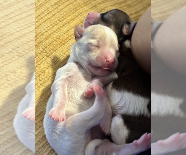 Medium Photo #3 Maltese-Morkie Mix Puppy For Sale in PEORIA, IL, USA