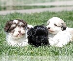 Small #1 Havanese