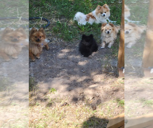Pomeranian Puppy for sale in WILLIAMSBURG, CO, USA