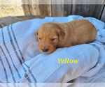 Small Photo #18 Golden Retriever Puppy For Sale in GRIDLEY, KS, USA