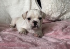 Small #8 French Bulldog