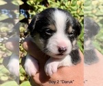Small Photo #4 Australian Shepherd-Pembroke Welsh Corgi Mix Puppy For Sale in CENTRAL POINT, OR, USA