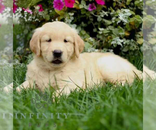Medium Photo #3 Golden Retriever Puppy For Sale in BIRD IN HAND, PA, USA