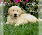 Small #2 Golden Retriever