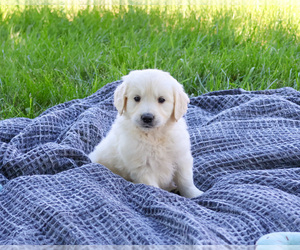 English Cream Golden Retriever Puppy for sale in SYRACUSE, IN, USA