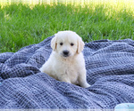 Image preview for Ad Listing. Nickname: Cedar