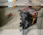 Small #9 Labrador Retriever