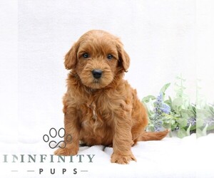 Goldendoodle (Miniature) Puppy for sale in EPHRATA, PA, USA