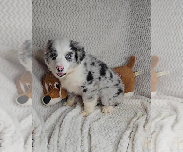 Medium Photo #4 Miniature Australian Shepherd Puppy For Sale in JASONVILLE, IN, USA