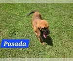 Puppy Posada Bloodhound