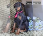 Small #2 Doberman Pinscher