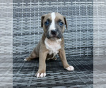 Puppy Hope American Bully