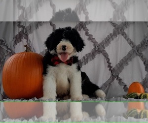 Sheepadoodle Puppy for sale in LANCASTER, PA, USA