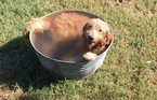 Small Photo #1 Goldendoodle Puppy For Sale in FORT PAYNE, AL, USA