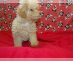 Small #1 F2 Aussiedoodle