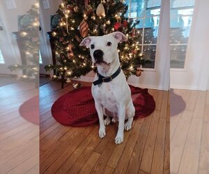 American Bulldog-Unknown Mix Dogs for adoption in New York, NY, USA