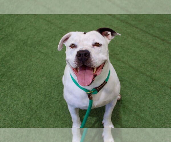 Medium Photo #2 American Staffordshire Terrier Puppy For Sale in Lake Forest, CA, USA
