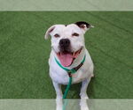 Small #1 American Staffordshire Terrier