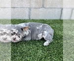 Small Photo #3 French Bulldog Puppy For Sale in HENDERSON, NV, USA