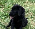 Image preview for Ad Listing. Nickname: Litter of 2