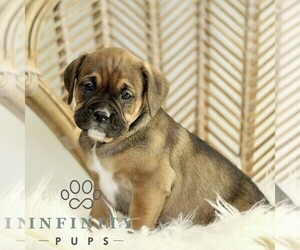 Boxador Puppy for sale in NEW HOLLAND, PA, USA