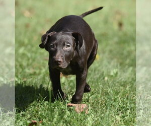 Chocolate Labrador retriever-Pointer Mix Dogs for adoption in Mechanicsburg, PA, USA