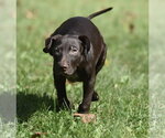 Frame - Male Chocolate Labrador retriever-Pointer Mix Dog for Adoption - Small photo