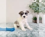 Small #4 Schnauzer (Miniature)