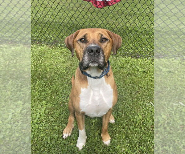 Medium Photo #1 American Pit Bull Terrier-Labrador Retriever Mix Puppy For Sale in Brewster, NY, USA