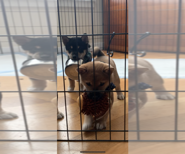 Medium Photo #4 Shiba Inu Puppy For Sale in BELLEVUE, WA, USA