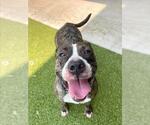 Small #1 American Pit Bull Terrier