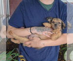 Small #4 Australian Shepherd Mix