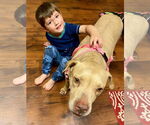 Small #30 American Pit Bull Terrier Mix