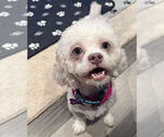 Small #1 Poodle (Miniature) Mix