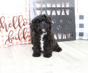 Poovanese Puppy for sale in MARIETTA, GA, USA