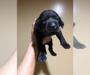 Labrador Retriever Puppy for sale in BETHANY, CT, USA