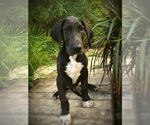Small Photo #1 Great Dane Puppy For Sale in OCALA, FL, USA
