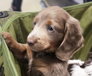 Dachshund Puppy for sale in RIVERSIDE, CA, USA