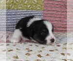 Small Photo #55 Miniature Australian Shepherd Puppy For Sale in HARRISON, OH, USA